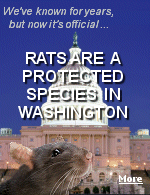 The District of Columbia's rat law, The Wildlife Protection Act of 2010, requires that rats not be killed, but captured and relocated.     WHAT??